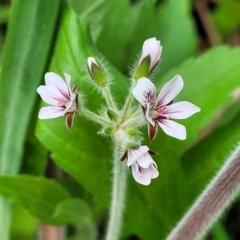 Pelargonium australe at Narrawallee, NSW - 1 Oct 2022