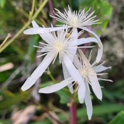 Clematis glycinoides (Headache Vine) at Narrawallee Bushcare - 1 Oct 2022 by trevorpreston