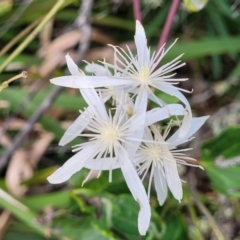 Clematis glycinoides at Narrawallee, NSW - 1 Oct 2022