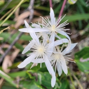 Clematis glycinoides at Narrawallee, NSW - 1 Oct 2022