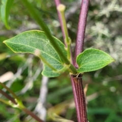 Clematis glycinoides at Narrawallee, NSW - 1 Oct 2022