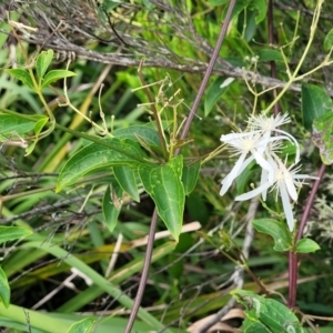Clematis glycinoides at Narrawallee, NSW - 1 Oct 2022 04:39 PM