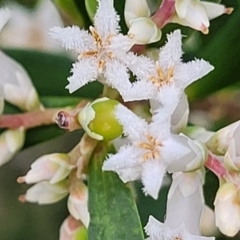 Leucopogon parviflorus (Coast Beard Heath) at Narrawallee Bushcare - 1 Oct 2022 by trevorpreston