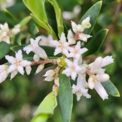 Leucopogon parviflorus at Narrawallee, NSW - 1 Oct 2022