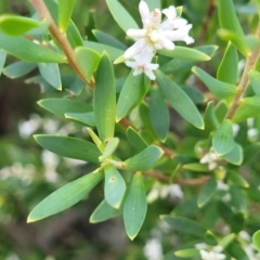 Leucopogon parviflorus at Narrawallee, NSW - 1 Oct 2022 04:39 PM