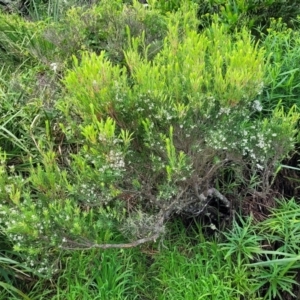 Leucopogon parviflorus at Narrawallee, NSW - 1 Oct 2022