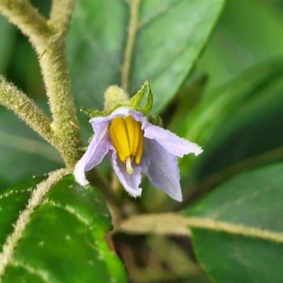 Solanum stelligerum (Devil's Needles) at Narrawallee Bushcare - 1 Oct 2022 by trevorpreston