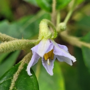 Solanum stelligerum at Narrawallee, NSW - 1 Oct 2022