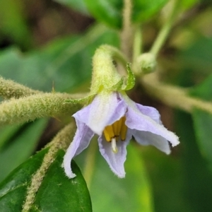 Solanum stelligerum at Narrawallee, NSW - 1 Oct 2022 04:42 PM