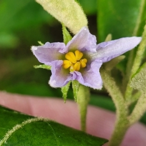 Solanum stelligerum at Narrawallee, NSW - 1 Oct 2022 04:42 PM