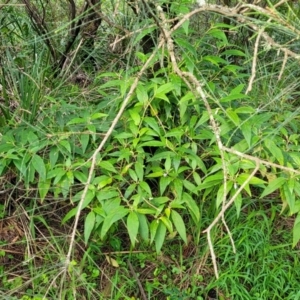 Solanum stelligerum at Narrawallee, NSW - 1 Oct 2022 04:42 PM