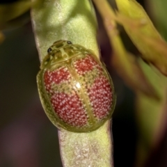 Paropsisterna fastidiosa (Eucalyptus leaf beetle) at Belconnen, ACT - 26 Sep 2022 by AlisonMilton