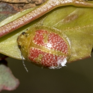 Paropsisterna fastidiosa at Belconnen, ACT - 26 Sep 2022