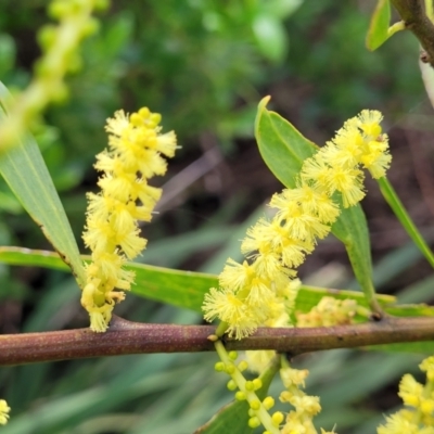 Acacia longifolia subsp. sophorae (Coast Wattle) at Narrawallee Bushcare - 1 Oct 2022 by trevorpreston