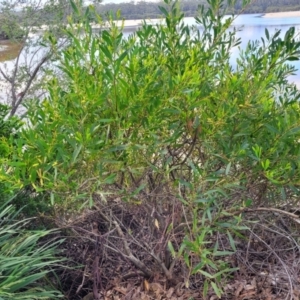 Acacia longifolia subsp. sophorae at Narrawallee, NSW - 1 Oct 2022 04:43 PM