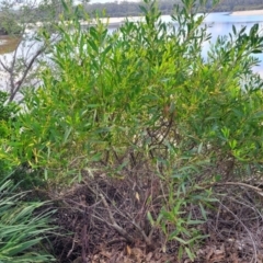 Acacia longifolia subsp. sophorae at Narrawallee, NSW - 1 Oct 2022