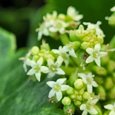 Hydrocotyle bonariensis (Pennywort) at Narrawallee Foreshore Reserves Walking Track - 1 Oct 2022 by trevorpreston