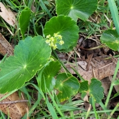 Hydrocotyle bonariensis at Narrawallee, NSW - 1 Oct 2022