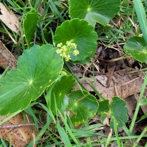 Hydrocotyle bonariensis at Narrawallee, NSW - 1 Oct 2022