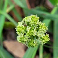 Hydrocotyle bonariensis at Narrawallee, NSW - 1 Oct 2022