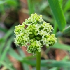 Hydrocotyle bonariensis at Narrawallee, NSW - 1 Oct 2022