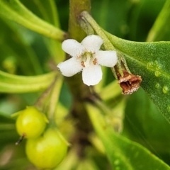 Myoporum boninense subsp. australe (Boobialla) at Narrawallee Bushcare - 1 Oct 2022 by trevorpreston