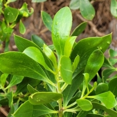 Myoporum boninense subsp. australe at Narrawallee, NSW - 1 Oct 2022