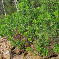 Myoporum boninense subsp. australe at Narrawallee, NSW - 1 Oct 2022 04:52 PM