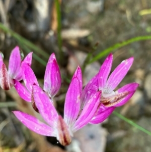 Caladenia fuscata at Fentons Creek, VIC - 26 Sep 2022