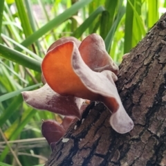 Unidentified Other fungi on wood at Narrawallee, NSW - 1 Oct 2022 by trevorpreston