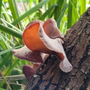 Auricularia cornea at Narrawallee, NSW - 1 Oct 2022 04:53 PM