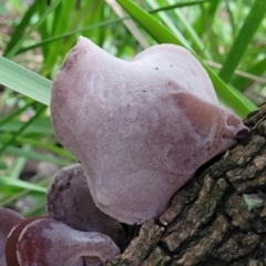 Auricularia cornea at Narrawallee, NSW - 1 Oct 2022