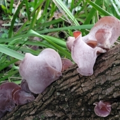 Auricularia cornea at Narrawallee, NSW - 1 Oct 2022