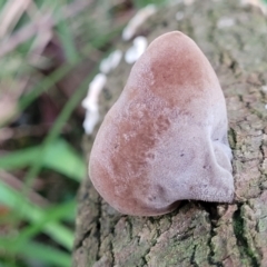 Auricularia cornea at Narrawallee, NSW - 1 Oct 2022