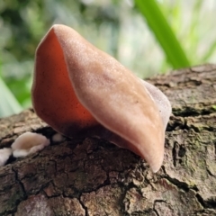 Auricularia cornea at Narrawallee, NSW - 1 Oct 2022