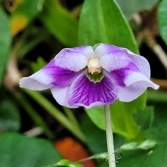 Viola banksii (Native Violet) at Narrawallee Bushcare - 1 Oct 2022 by trevorpreston