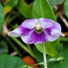 Viola banksii (Native Violet) at Narrawallee Foreshore Reserves Walking Track - 1 Oct 2022 by trevorpreston