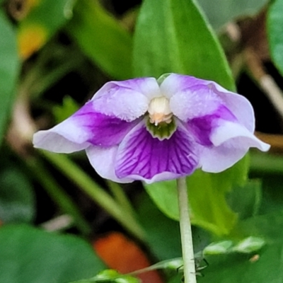 Viola banksii (Native Violet) at Narrawallee Foreshore Reserves Walking Track - 1 Oct 2022 by trevorpreston