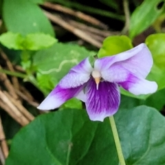 Viola banksii at Narrawallee, NSW - 1 Oct 2022