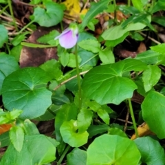 Viola banksii at Narrawallee, NSW - 1 Oct 2022