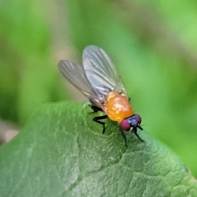 Sapromyza sciomyzina (A lauxid fly) at Narrawallee, NSW - 1 Oct 2022 by trevorpreston