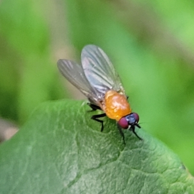 Unidentified True fly (Diptera) at Narrawallee Foreshore Reserves Walking Track - 1 Oct 2022 by trevorpreston