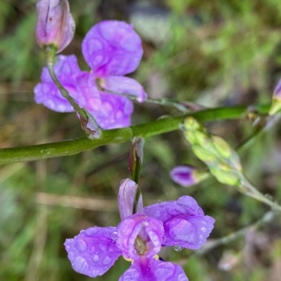 Arthropodium strictum (Chocolate Lily) at Suttons Dam - 26 Sep 2022 by KL