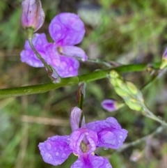 Arthropodium strictum (Chocolate Lily) at suppressed - 26 Sep 2022 by KL