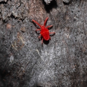 Trombidiidae (family) at Acton, ACT - 3 Jun 2022 01:25 PM