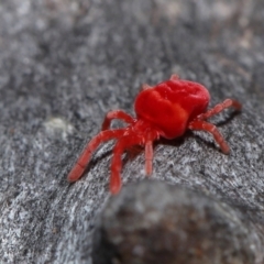 Trombidiidae (family) at Acton, ACT - 3 Jun 2022