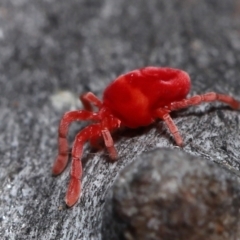 Trombidiidae (family) at Acton, ACT - 3 Jun 2022 01:25 PM