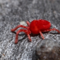 Trombidiidae (family) at Acton, ACT - 3 Jun 2022