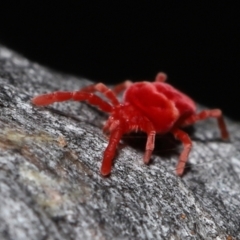 Trombidiidae (family) at Acton, ACT - 3 Jun 2022 01:25 PM