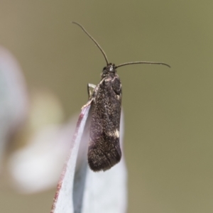 Leistomorpha brontoscopa at McKellar, ACT - 26 Sep 2022 10:37 AM